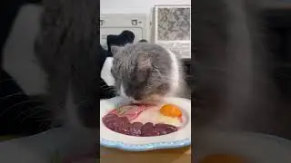 cat eat meatslices 🥩🥚🍳|cat eating sliced meat 🐓| ASMR cat mukbang #cat #cats