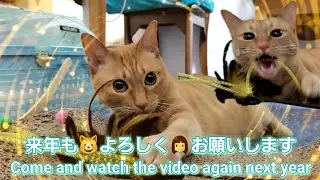 むぎっちゅ☆年末のご挨拶😺来年もよろしくお願いします☆