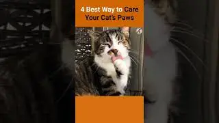4 Best Way to Care Your Cat's Paws Cats