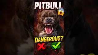 Pitbull Attack Myth vs Reality 🔥 | Shocking Facts #shorts #facts