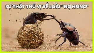 Thế giới động vật | Kh&aacute;m Ph&aacute; Thế Giới B&iacute; Ẩn Của Bọ Hung: Những Điều Bạn Chưa Biết