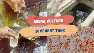 Moina Culture In Cement Tank | Green Water Culture | Bubbles Aqua Coimbatore