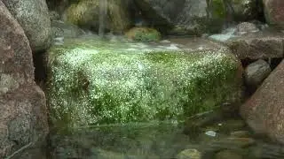 Aquascape EcoBlast Contact Granular Algaecide