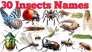 Learn 30 Insects Names In English & Hindi With Fun Facts | Fun Learning For Children
