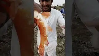 2kg beautiful Red Gulfam Fish| Jehlum River fishing| Pakistan