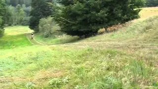 TOM HOnda cr 250