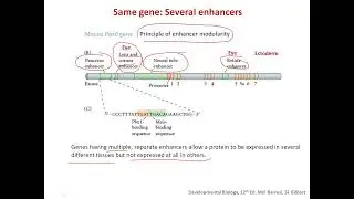 Noncoding regulatory elements |The on, off, and dimmer switches of a gene