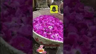 تغطيتي لمصنع الشيوخ للورد الطائفي في منطقة الهدا شعبان 1439ه