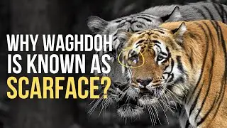 Waghdoh - The Legendary Tiger who ruled Tadoba, Died | Love Story of Madhuri and Waghdoh Tiger