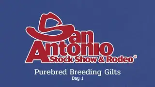 Purebred Gilts | Day 1 - San Antonio Stock Show 2026