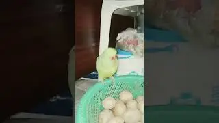 parrot 🦜#parrot #parrottalking #parrotbaby #parrotbaby #parrotlover #vlog #parrotsound