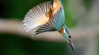 Wings of Protection: Exploring the Beauty of Bird Sanctuaries