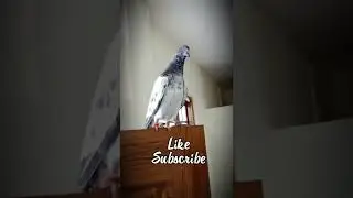 Rampuri kalsarey kabootar. kalanch kabootar. Lalambarsa kabootar. pigeon status.