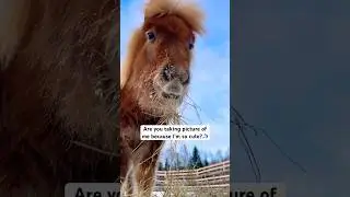 Sweetie pony Vaiana!🤎 #cuteanimals #pony #animallove