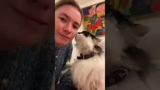 When you kiss your cat #cat #pet #cats #funny #catlover