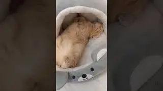 #веселыекоты
