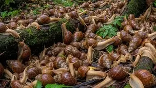 Snail Secrets REVEALED: How They Survive, Eat, and Reproduce (You Won't Believe #3!)