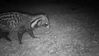 THE CIVET IS A BEAUTIFUL AND RARE ANIMAL