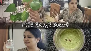 Preparing moisturizer for winter | cleaning money plant | Swalpa Maathaadana 