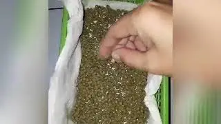 How to grow mung bean sprouts