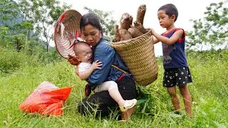 Poor child adopted by single mother - Harvesting cassava to sell at market - Ly Phuc Kieu
