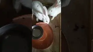 brother rabbit #youtubeshorts #petbunny #animal #farming