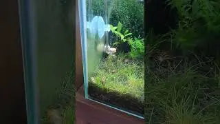 Ślimak Zebra, pomoże w walce z glonami