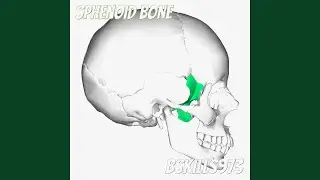 Sphenoid Bone