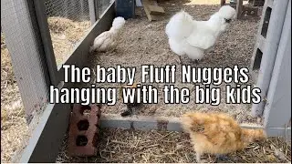 Introducing The Baby Chickens To The Big Girls