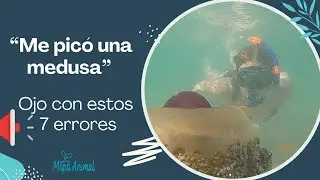 7 ERRORES comunes en las PICADURAS por MEDUSAS