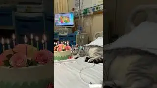 happy birthday cat sick #catshorts #funnycat
