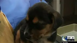 Dogs, cats rescued from Louisiana floods brought to Gwinnett County