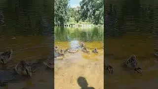 Enten f&uuml;ttern