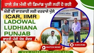 ਭਾਰਤੀ ਮੱਕੀ ਖੋਜ ਕੇਂਦਰ ਲੁਧਿਆਣਾ ● solution of maize farming problems