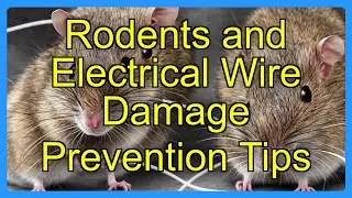 Rodents and Electrical Wire Damage Prevention Tips