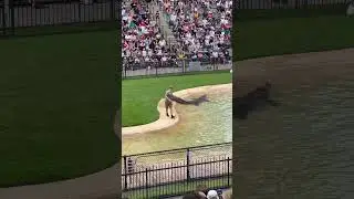 Crocodile Behavior Display as Person Educates the Audience