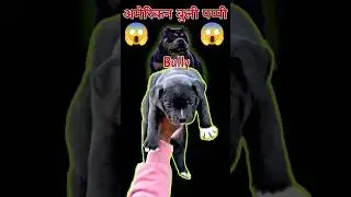 The Ultimate Guide to American Bully Dog🤔||#shorts
