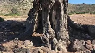 Eleonas, The Ancient Olive Grove of Aegina island in Greece