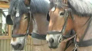 A_Robbesscheier_Adenner_Pferde.wmv
