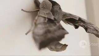 Apple Moth: The Tiny Traveler with a Big Impact! #wildlifeconservation #wildlife