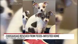 Fatima Moien - News at 5PM: Over 50 dogs recovered from Adams County home - WHP-TV | CBS21 News