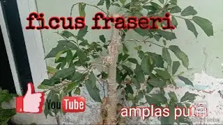 Review Ficus amplas putih
