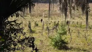 Freedom the Parrot Sees Eastern Phoebe in Silhouette on Barbed Wire at Chuluota Wilderness Area! 
