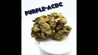 Buzzing Buddah (Purple-ACDC) CBD FLOWER