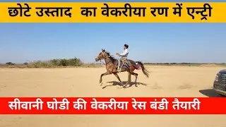छोटे उस्ताद का वेकरीया रण में एन्ट्री  || HORSE RACE VEKRIYA PRACTICE #HORSE#HORSERACING #kutchhorse