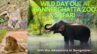Bangalore Bannerghatta Zoo & Safari | Wildlife Experience in Bangalore | bannerghatta national park