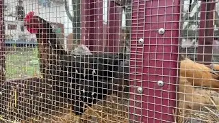 Rising egg prices drive more people to consider raising backyard chickens
