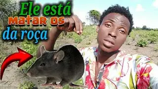 O Moçambique chora com pragas 