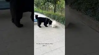 #furbabies #dog  #breed #bichonfrise #newfoundland #dog #highlights #youtubeshorts #shorts #video