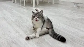 うんちした後の自分のお尻を何度も嗅いで悶絶してる猫がかわいすぎたwww